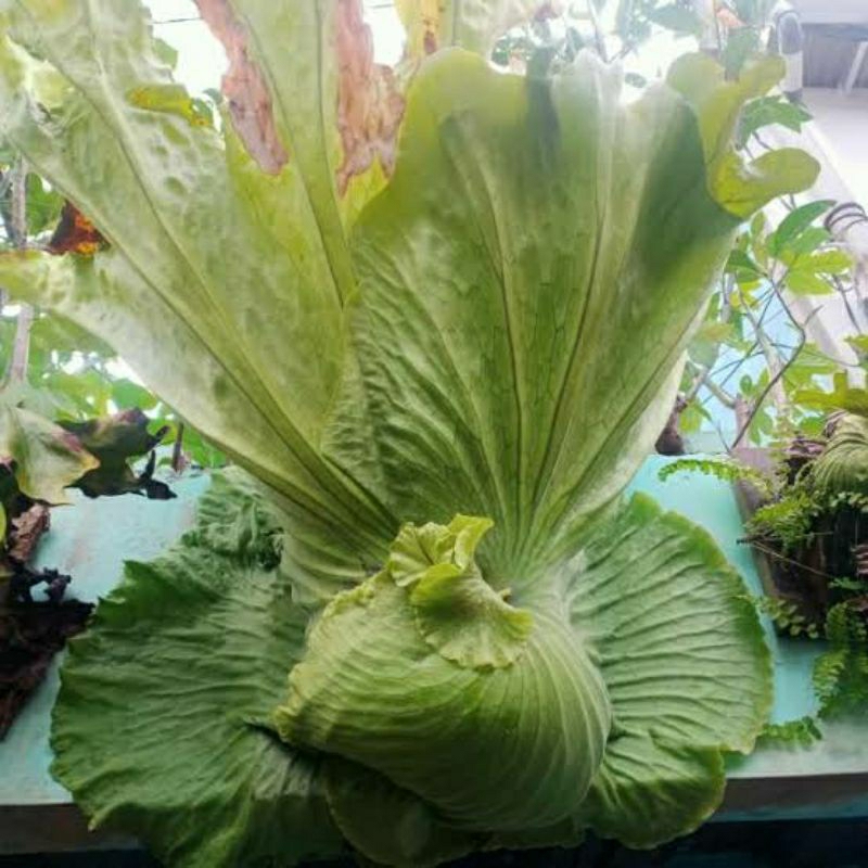 platycerium neptune size baby