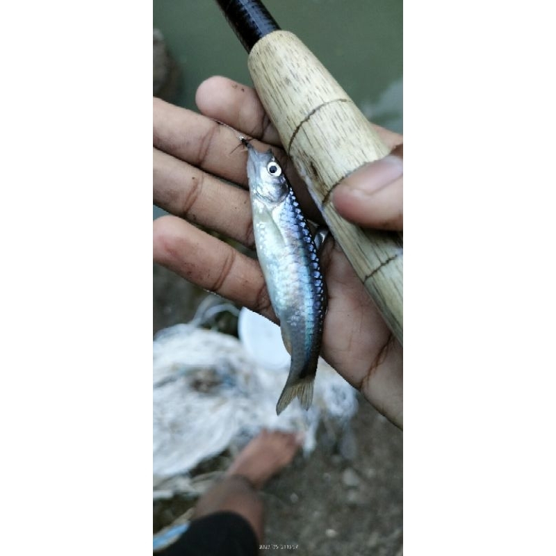 sampero,poa,rangas,rayap hutan