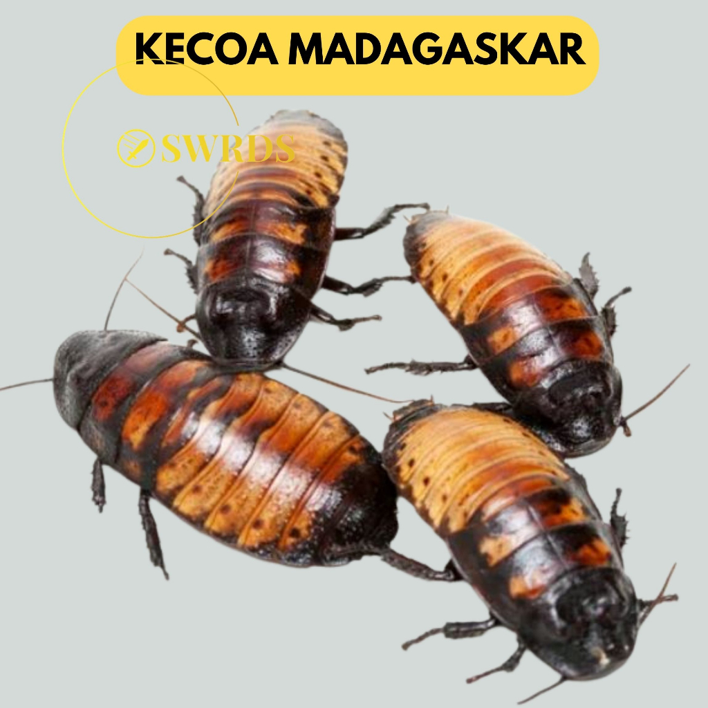 Kecoa Madagaskar Indukan / Kecoa Madagaskar Sepasang / Pakan Makan Ikan Reptil Landak Mini