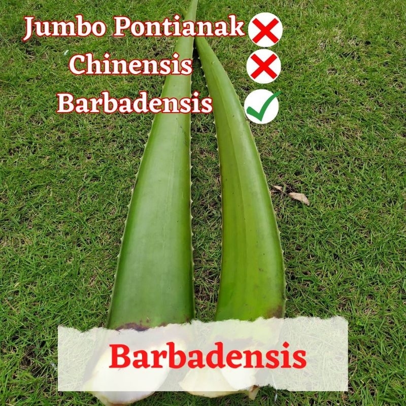 

1 KG Pelepah Lidah Buaya Jumbo Barbadensis/ Aloevera jumbo