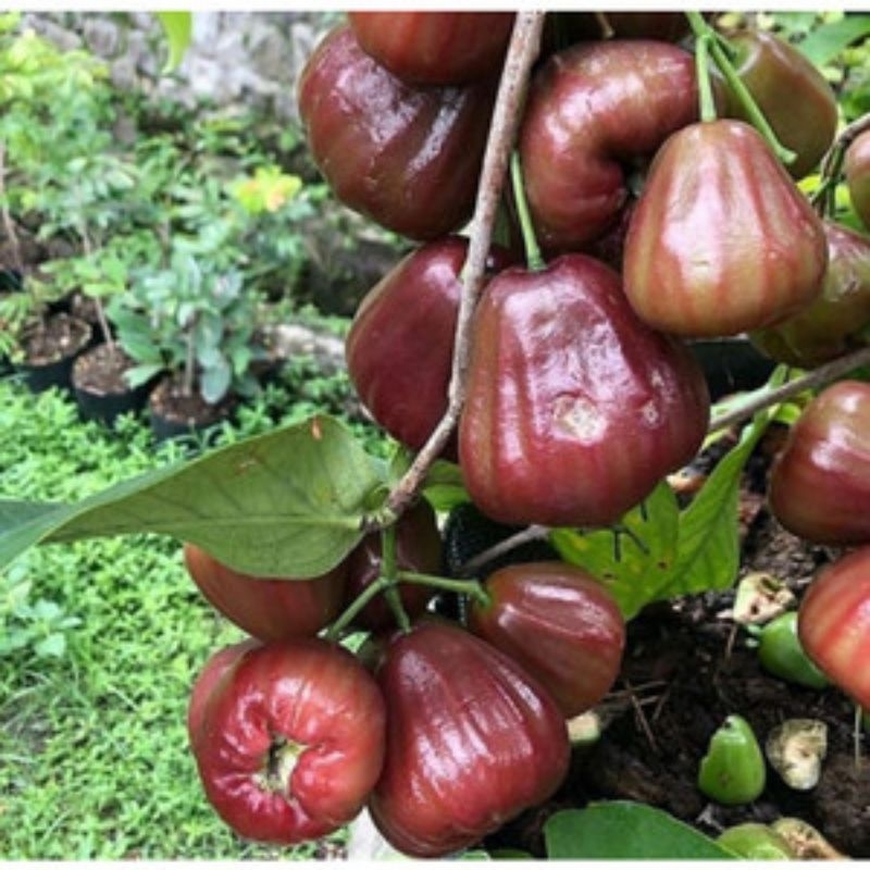 Bibit jambu Air Dalhari super Okulasi Cepat berbuah( Tersedia Untuk Variasi BERBUNGA )