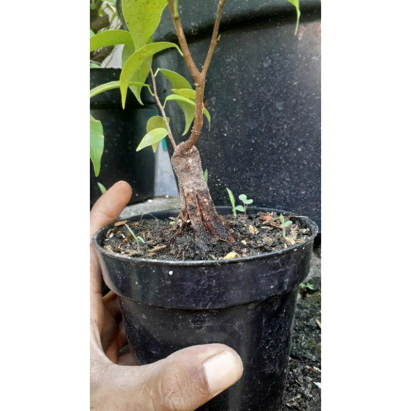 bahan bonsai beringin benjamina real pict