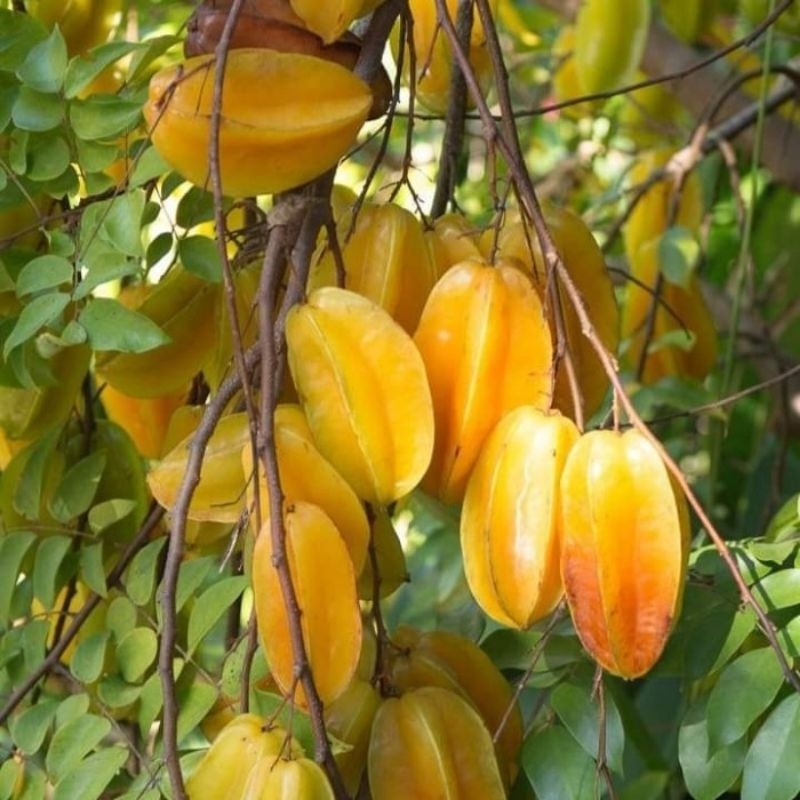 Bibit Belimbing Madu Jumbo