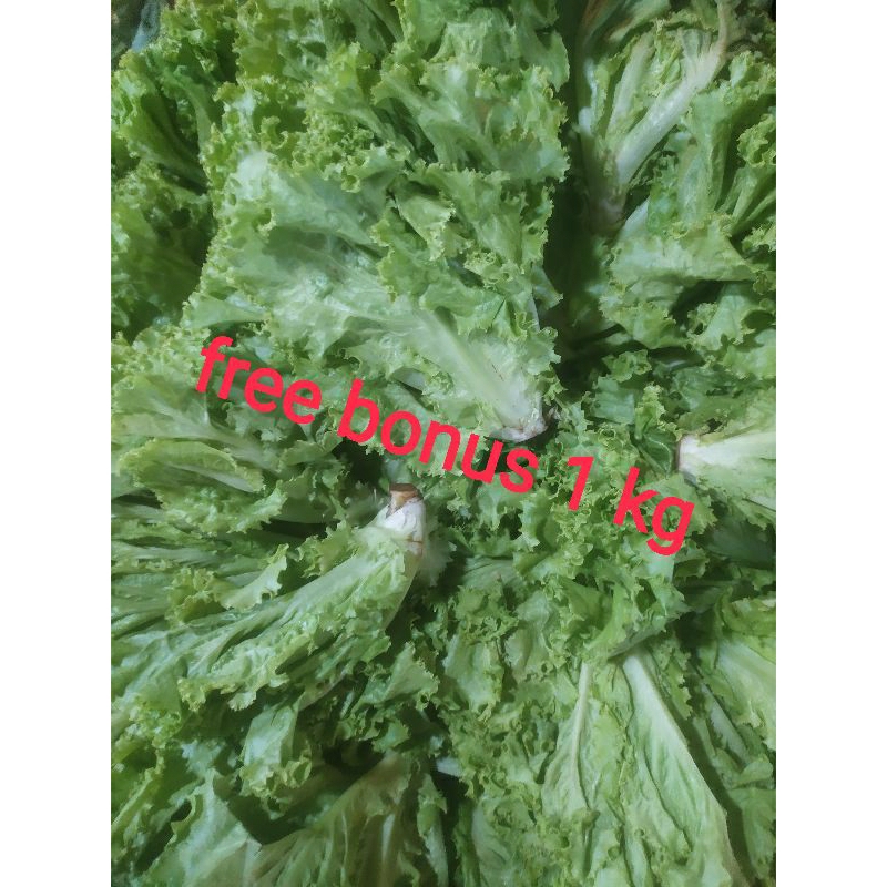 

daun selada keriting 500gr + gratis bonus