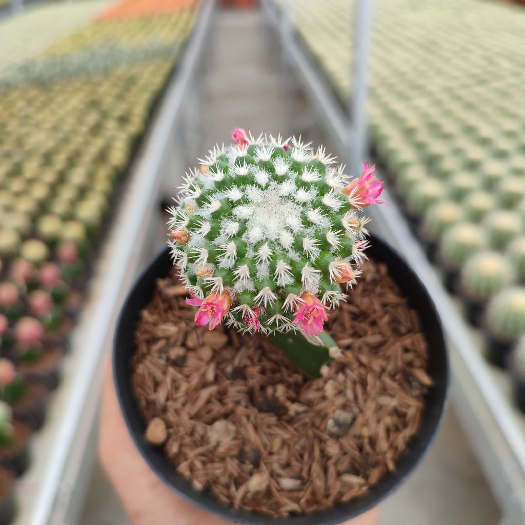 Grafting Mammillaria Vagaspina | DP 10 Cm | Kaktus