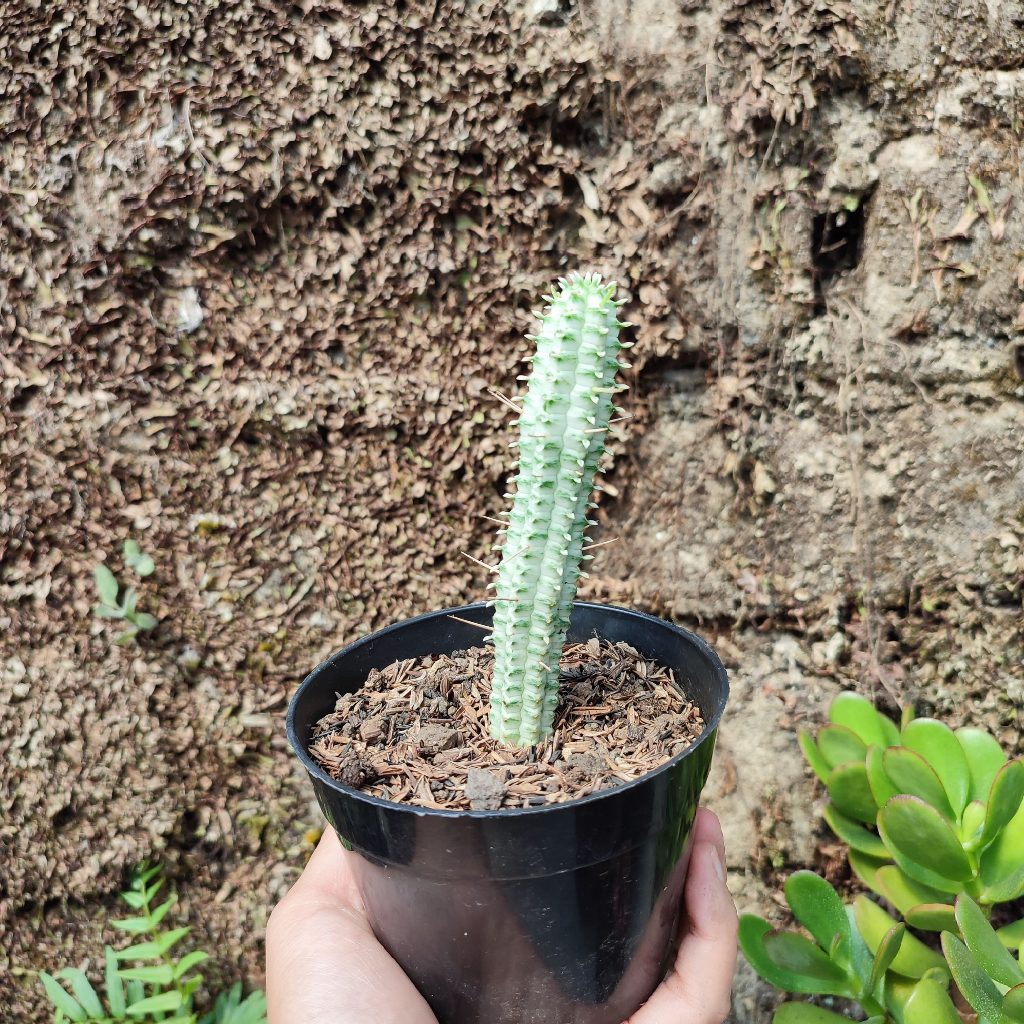 Euphorbia Mammillaris Silver | DP 10cm