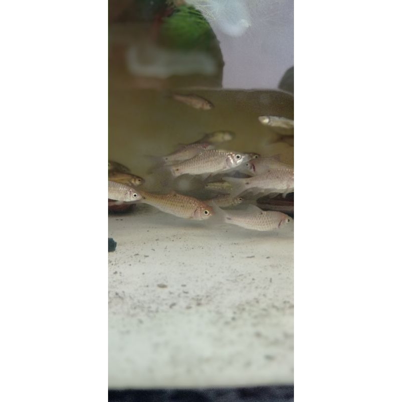 Ikan Wader Bintik Dua Koleksi Ikan Hias Air Tawar Untuk Aquascape
