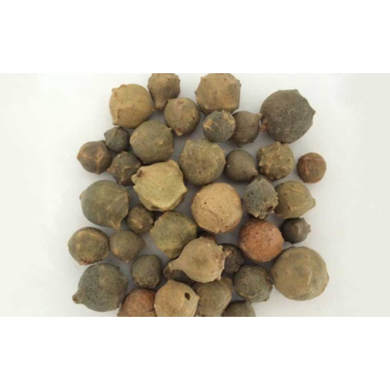 Manjakani (25 gram) / Oak Gallnut / Marbel Galls Nut / Quercus infectoria / Manjaan / Majupal