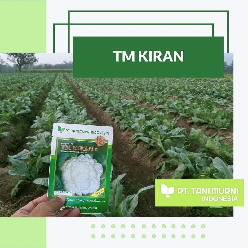 BUNGA KOL TM KIRAN F1