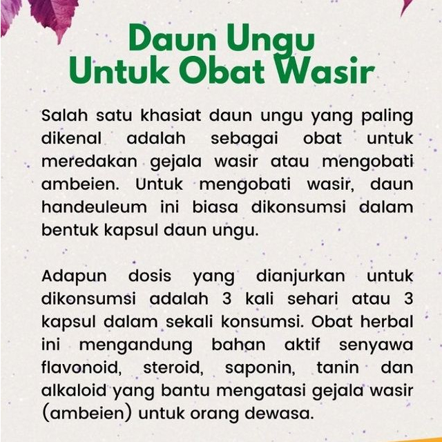 Kapsul Ekstrak Daun Ungu Obat Herbal Benjolan Wasir Ambeien Ambeyen Bisul di Pantat Anus Sembelit Lancar BAB Buang Air Besar Kecil Kencing Original