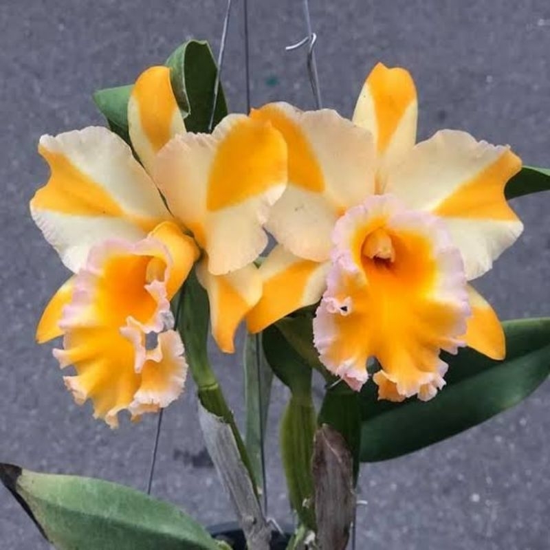 cattleya Remaja Nell Hammer Jumbo klone import Bangkok. Original plant