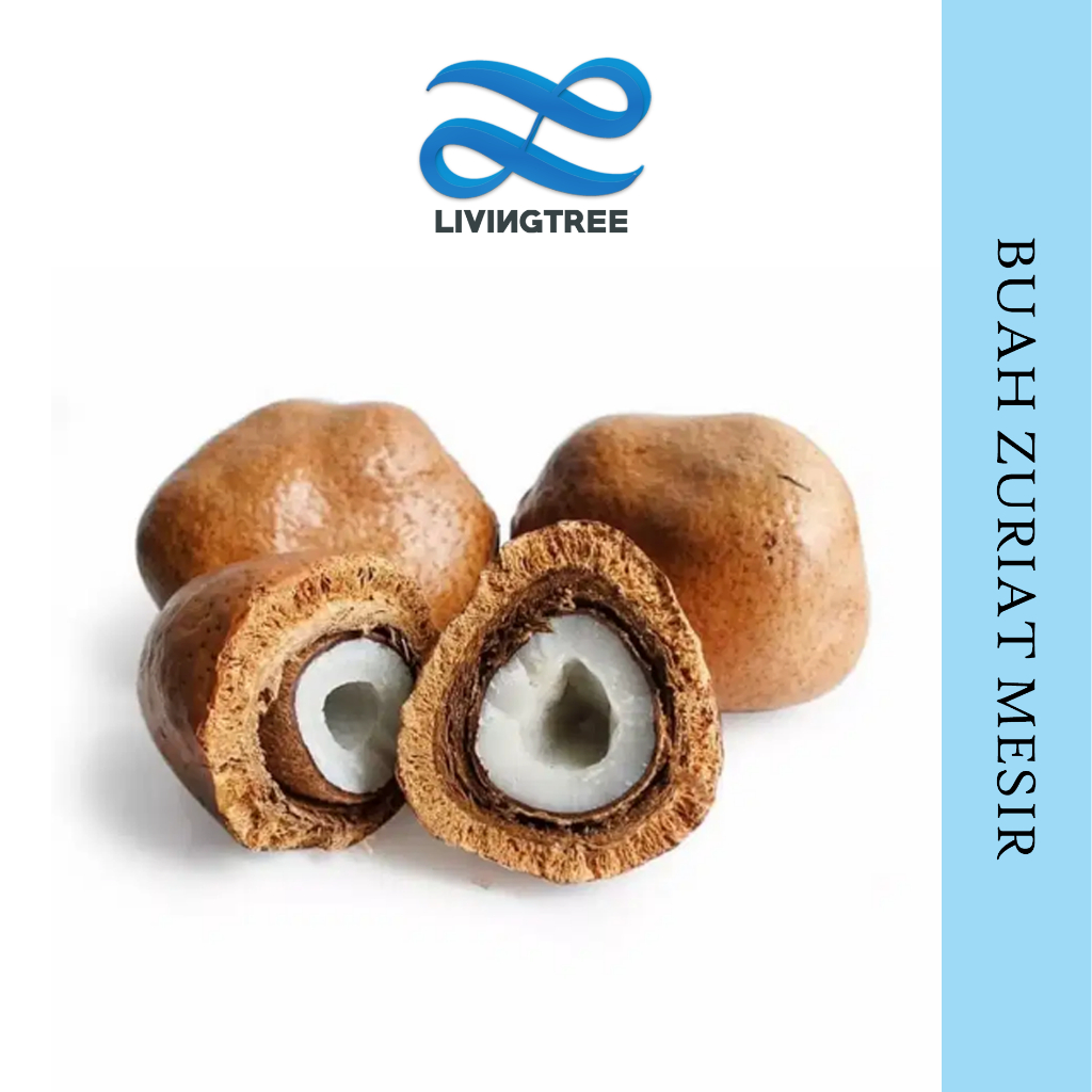

1Kg Buah Zuriat | Doum Mesir Untuk Program hamil