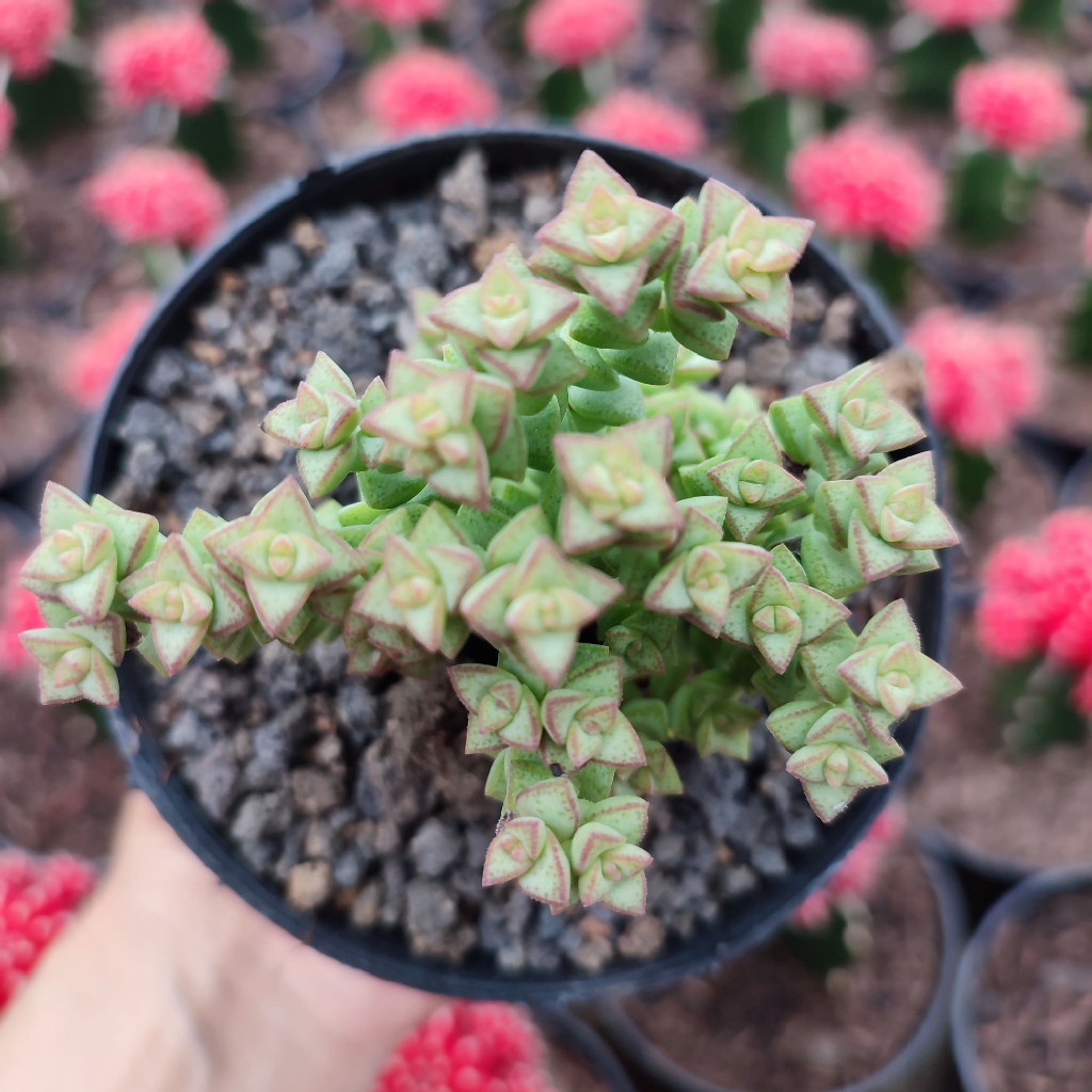 Crassula Tom Thumb | D 10 Cm |  Sukulen