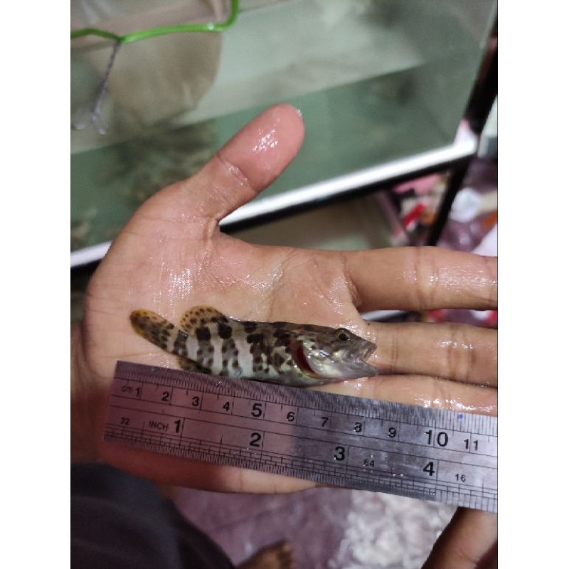 ikan kerapu lumpur 8 cm air tawar
