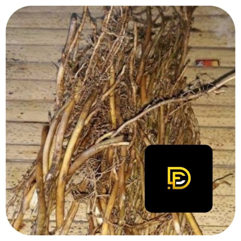 

Akar bambu kuning segar 500 gram-az