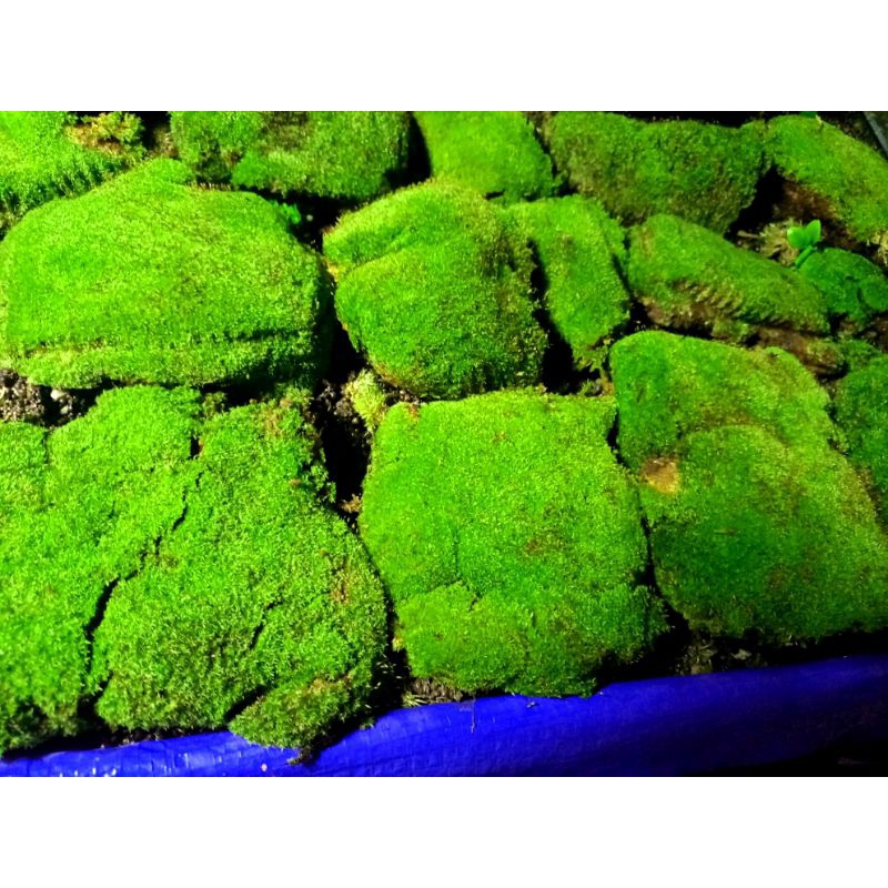 MOSS DARAT MOSS MUTIARA MOS PALUDARIUM MOSS TERRARIUM
