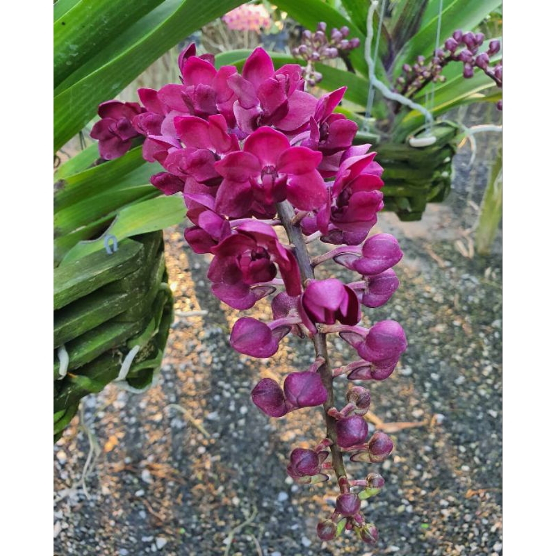 Anggrek Gigantea Red