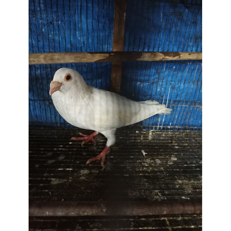 merpati pos harga satuan jantan /betina