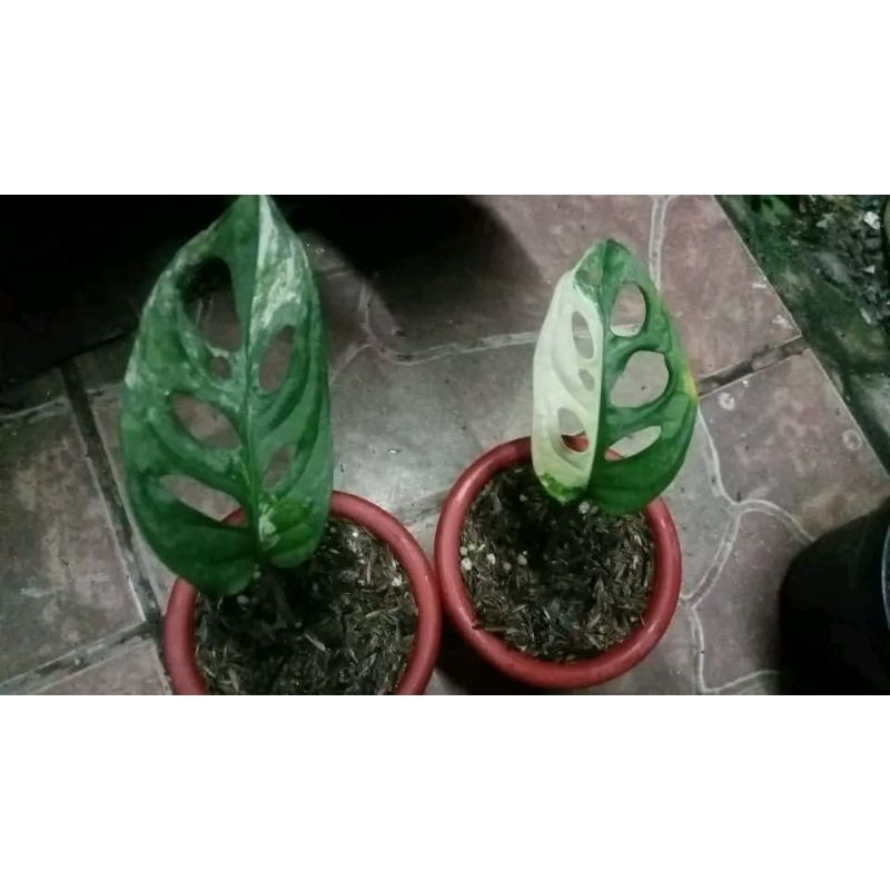 Monstera Adansoni Variegata Putih / Janbol variegata putih / Janbol putih