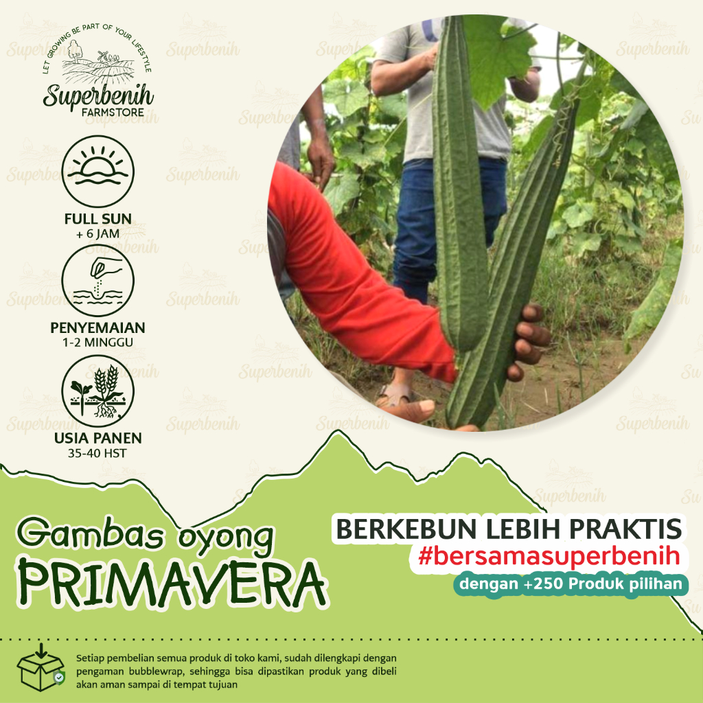 2 Biji - Benih Gambas/oyong PRIMAVERA F1 - Buah Lebat, Panen 35 harian