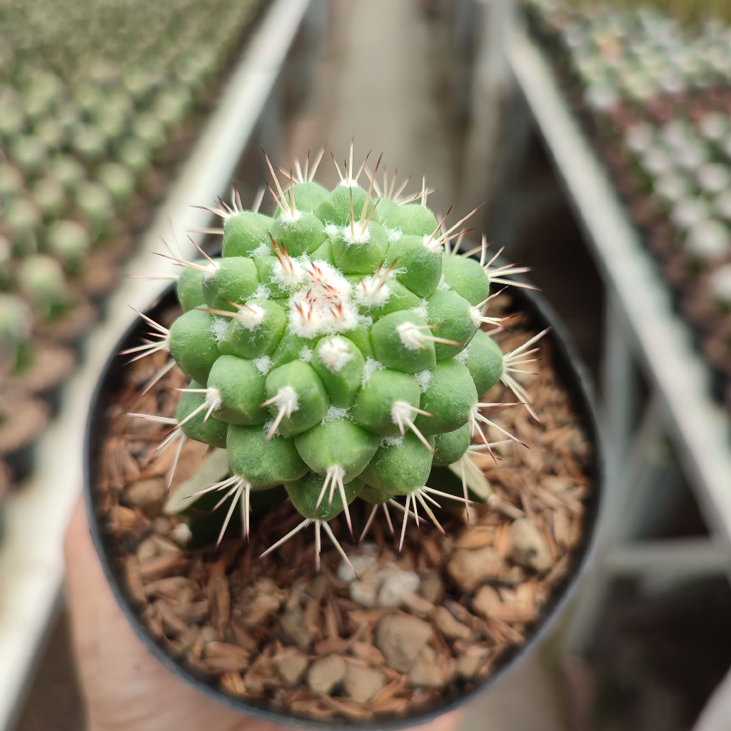 Grafting Mammillaria Durian | DP 10 Cm | Kaktus