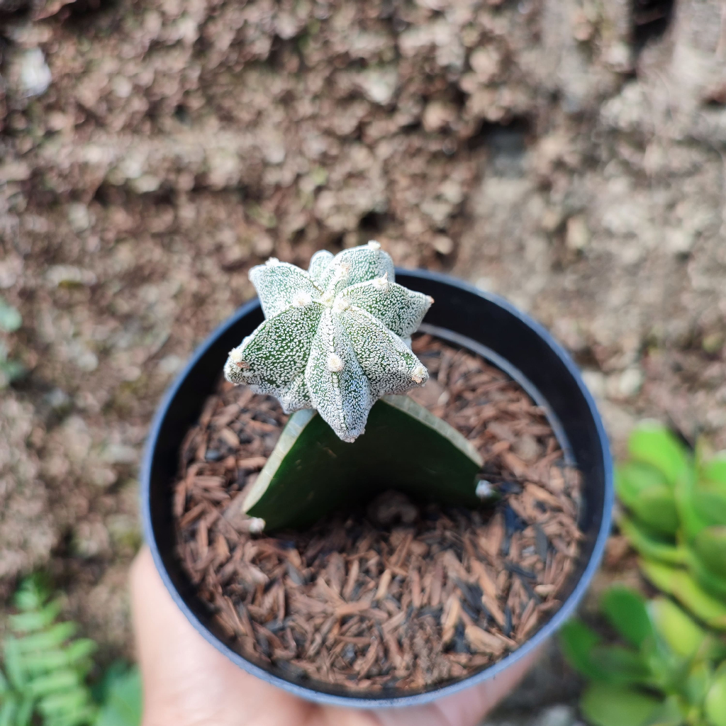 Grafting Astrophytum Myriostigma | DP 10 Cm | Kaktus