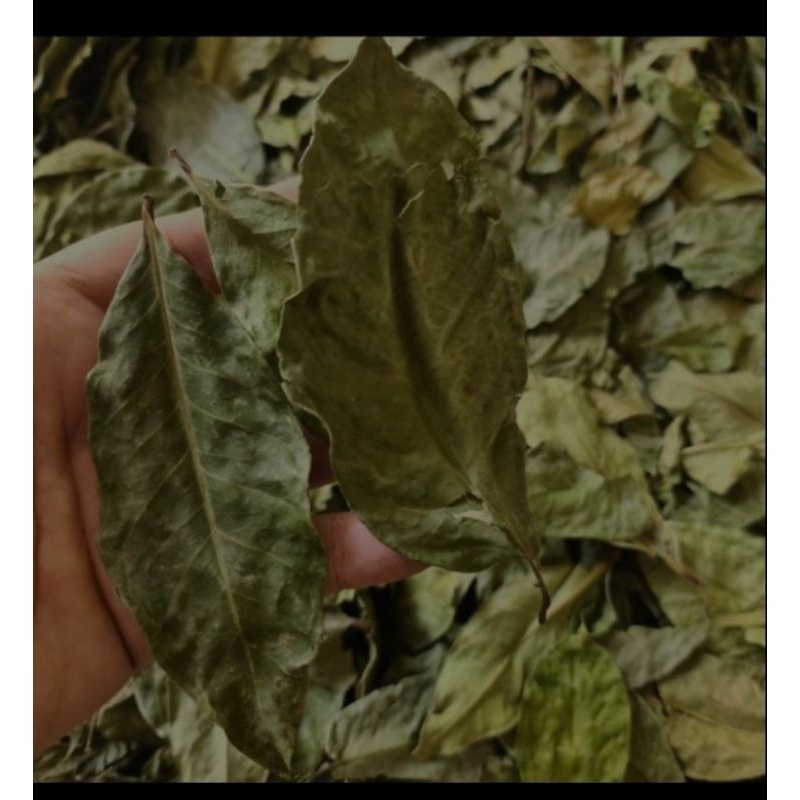 

Daun salam