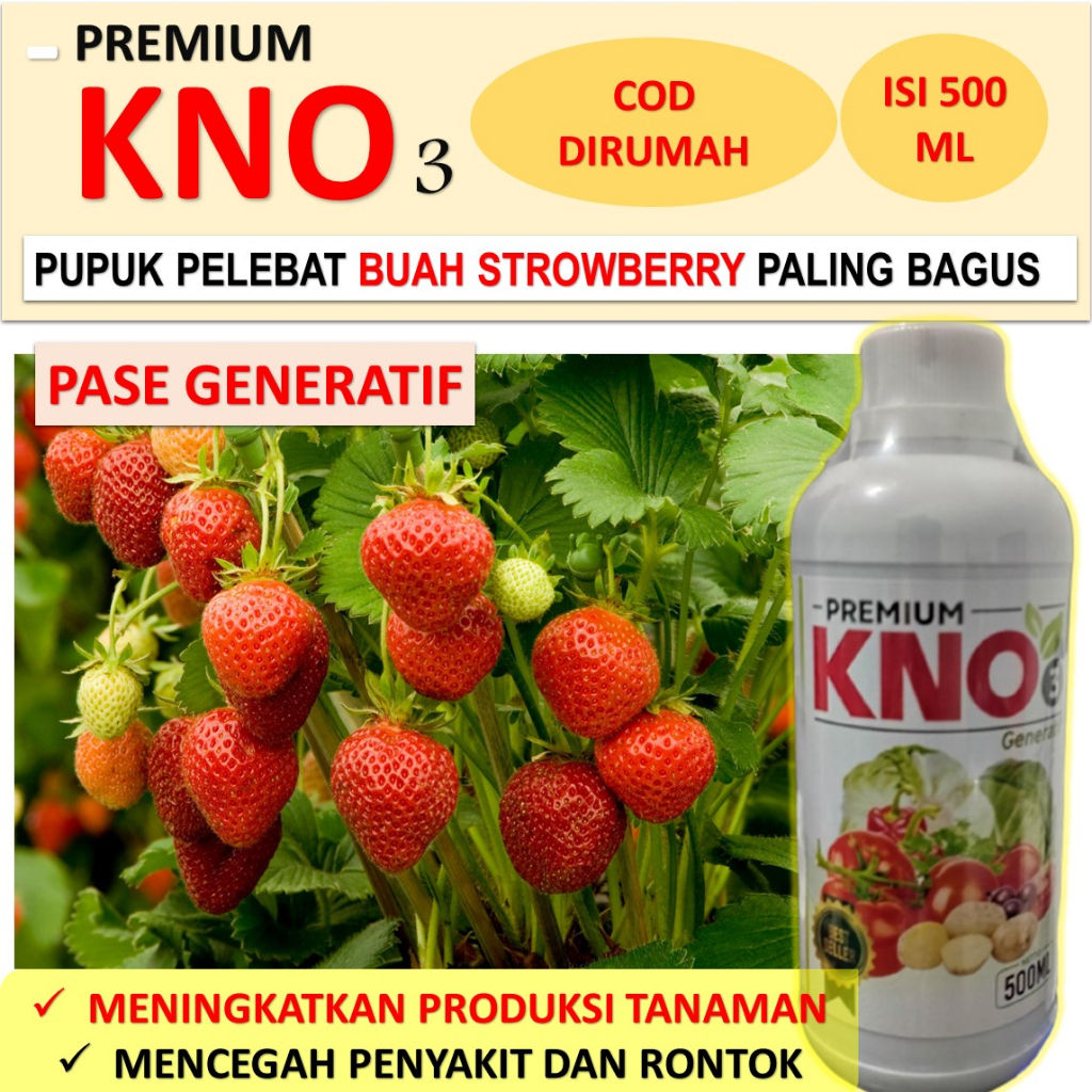 Premium kno 3 500 ml pupuk strawberry agar manis pupuk strawberry agar berbuah besar pupuk untuk str