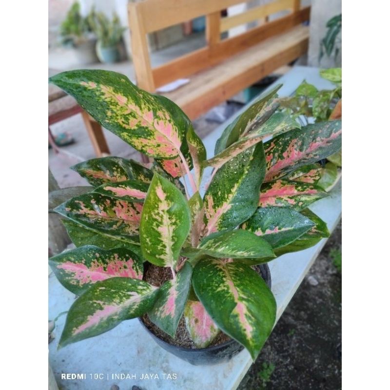 tanaman hias murah/aglonema kocin,aglonema red kocin