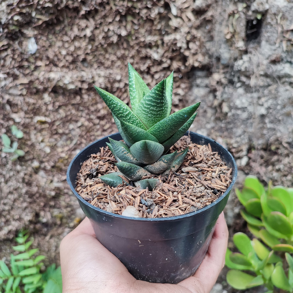 Haworthia 3 | DP 10 Cm | Haworthia