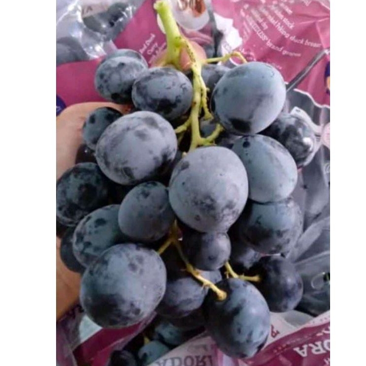 

Anggur black autumn adora super manis non biji seedless ,adora grape ukuran XXL - 1kg