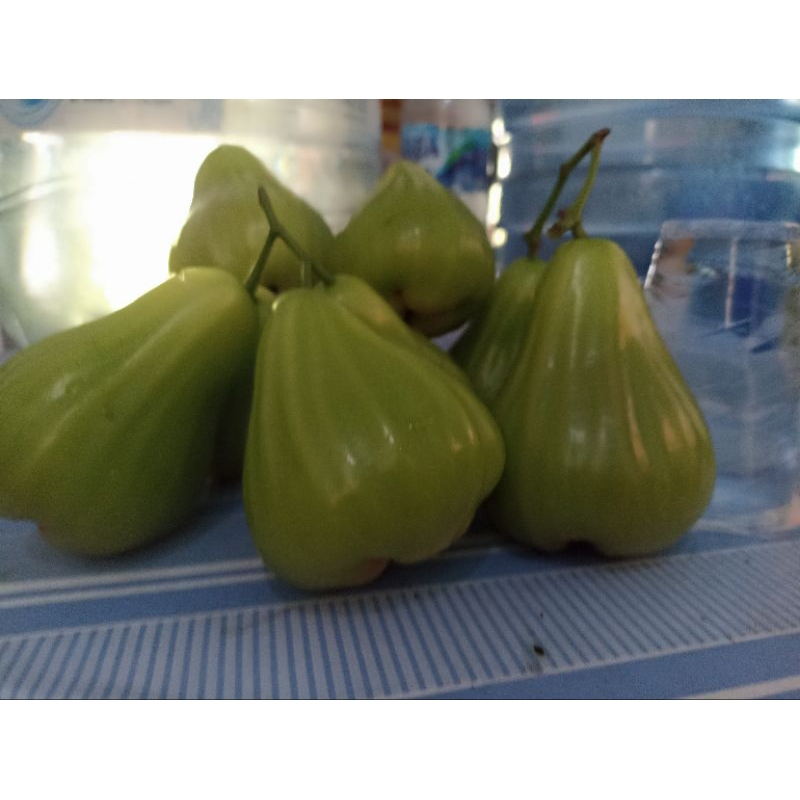 

Buah Jambu Air Green Giant/Buto Ijo Asli