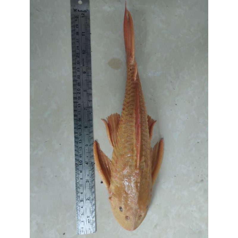 IKAN SAPUSAPU ALBINO MENTEGA SIZE 30-35 CM IKAN SAPU-SAPU JUMBO