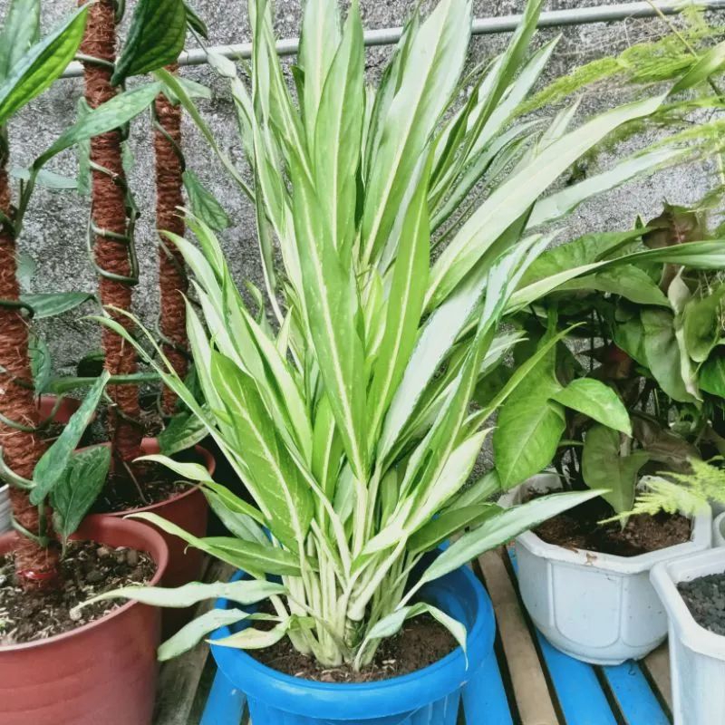 Tanaman Hias Aglonema Diven Bulu Ayam