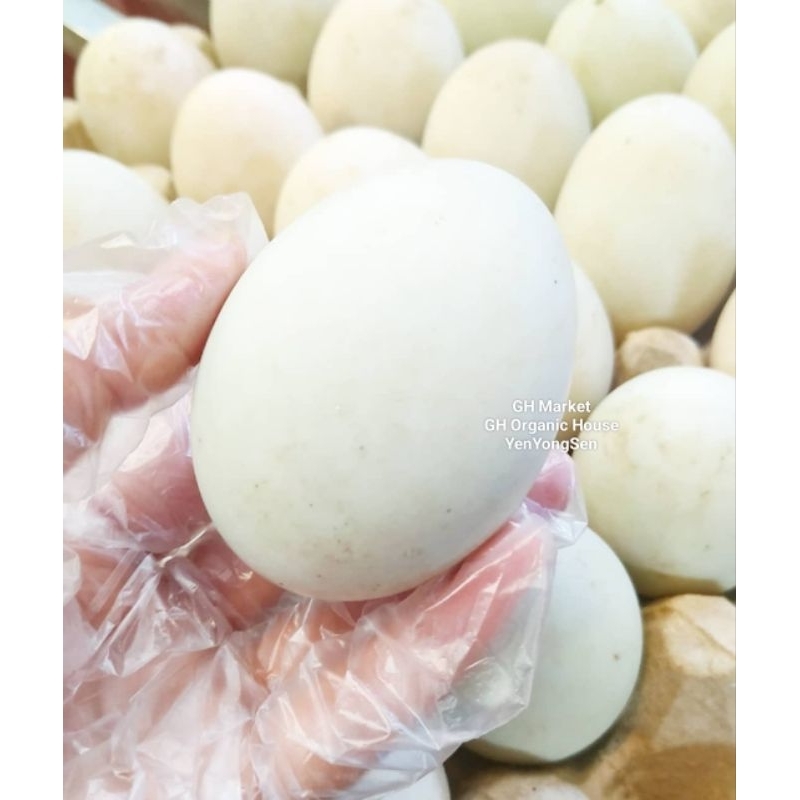 

Telur Bebek Putih Telur Pilihan Kualitas Premium Terlaris Harga Murmer