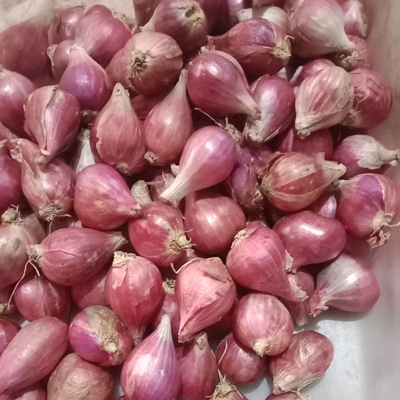 

Bawang merah brebes tanggung