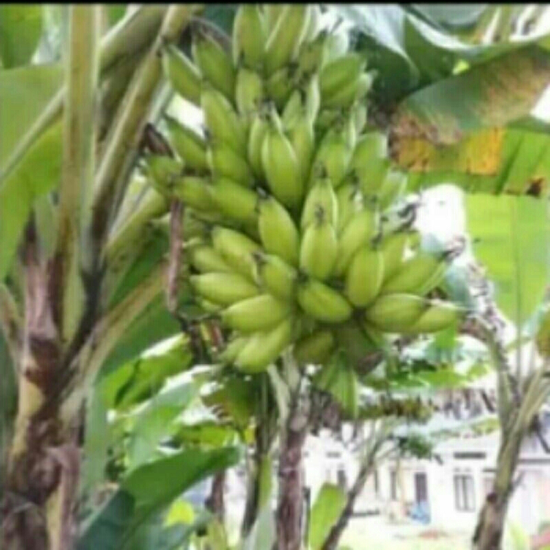 Pohon pisang lampung sudah berbuah