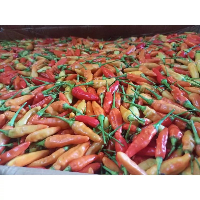 

Cabe Rawit 250g