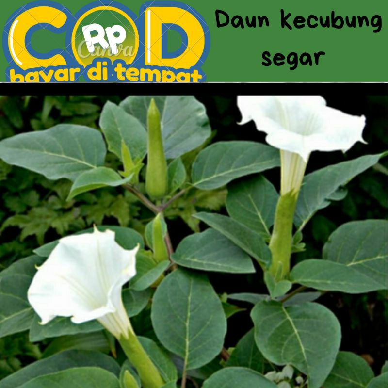 

Daun kecubung segar dipetik saat di pesan perlembar