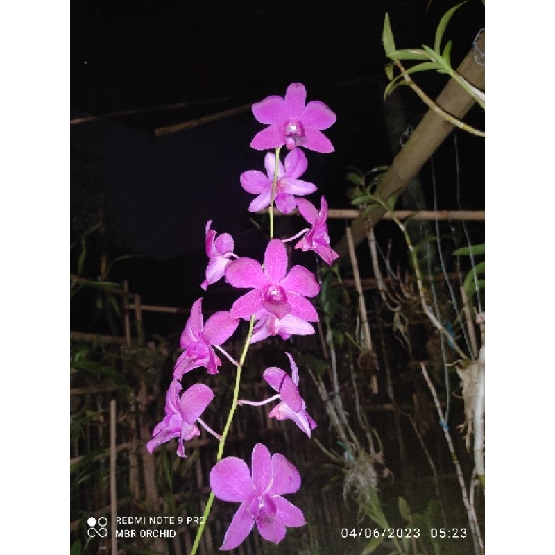 keiki anggrek dendrobium banti murung