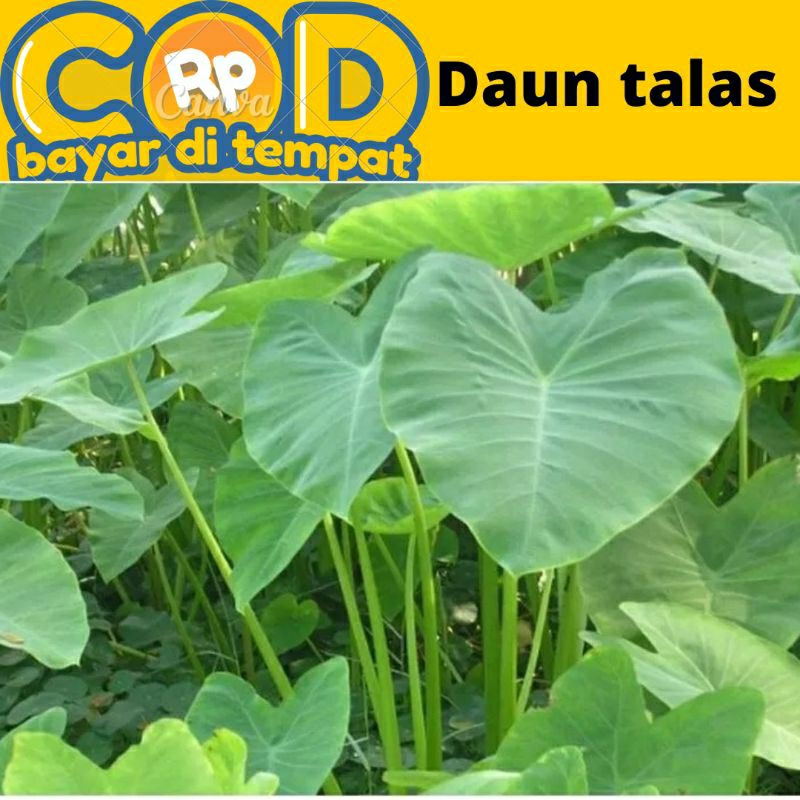 

Daun talas segar di petik saat di pesan 1kg