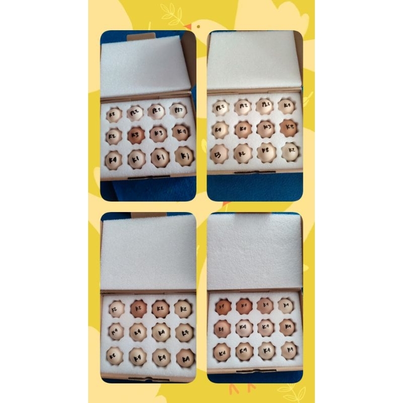 

TELUR BP3 DAN SK2 SK1 Minimal order 12 butir