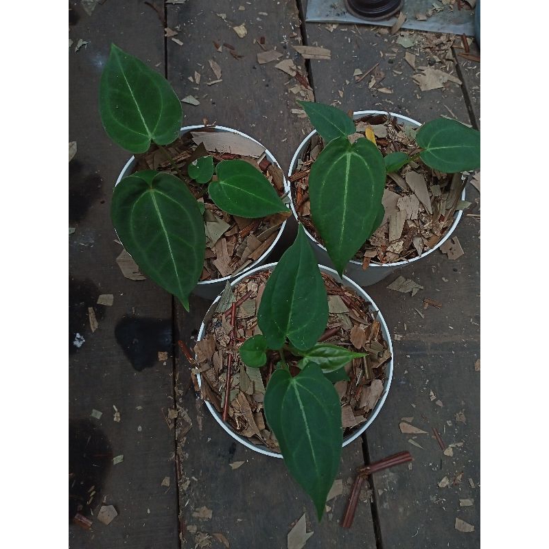 anthurium fortilae x forgetii