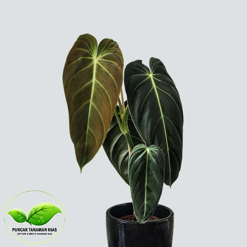 Tanaman hias philodendron melano crysum - Philodendron melano