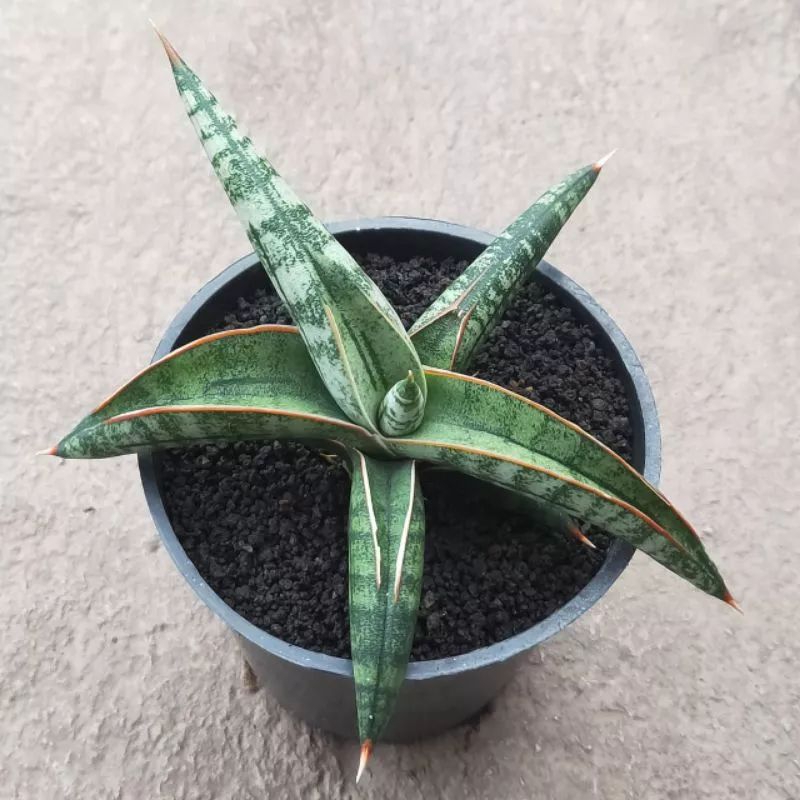 Tanaman sensivera lavranos hybrid atau sensivera kukubima