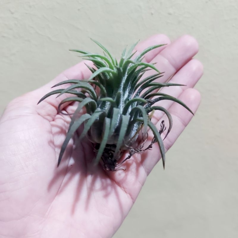 Tillandsia Huamelula