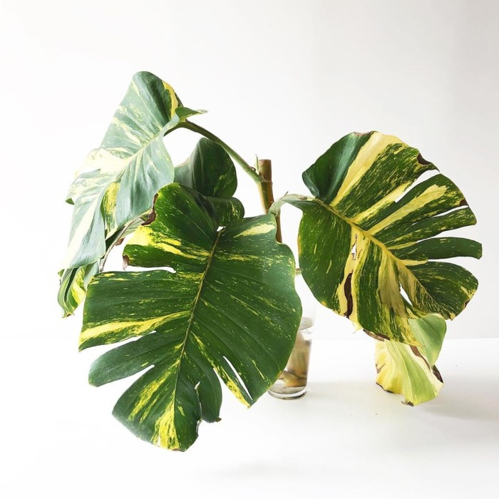 Tanaman Hias Sirih Gading Daun Lebar/ Monstera Sirih Gading Jumbo