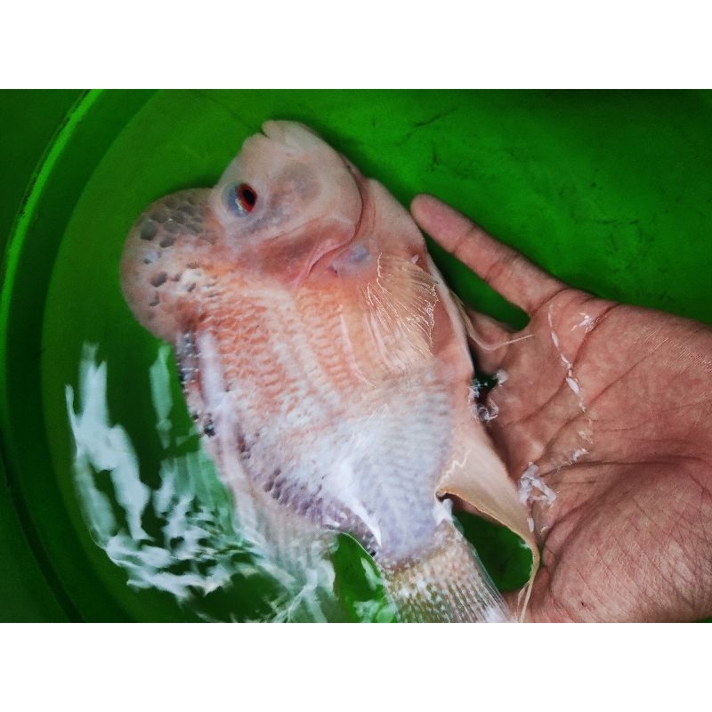 

ikan louhan jumbo golden red