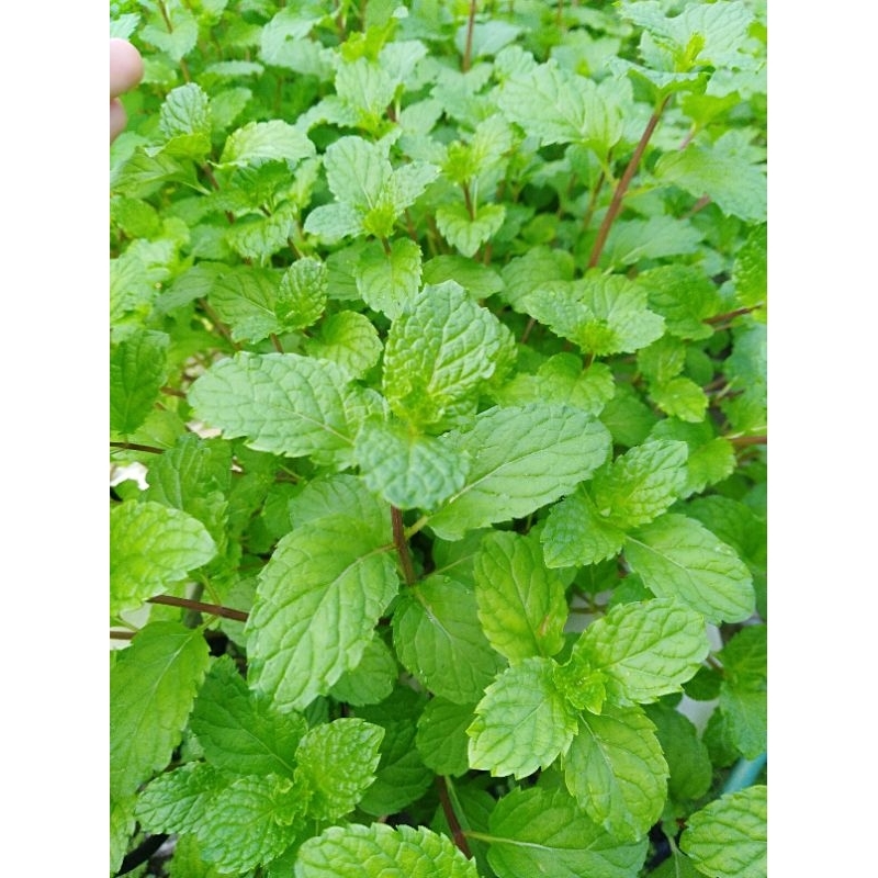 

daun mint segar fresh 1/2 kg