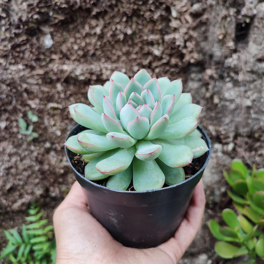 Echeveria 1 | DP 10 Cm | Sukulen